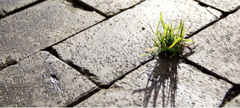 Як захистити тротуарну плитку від проростання бур’янів?