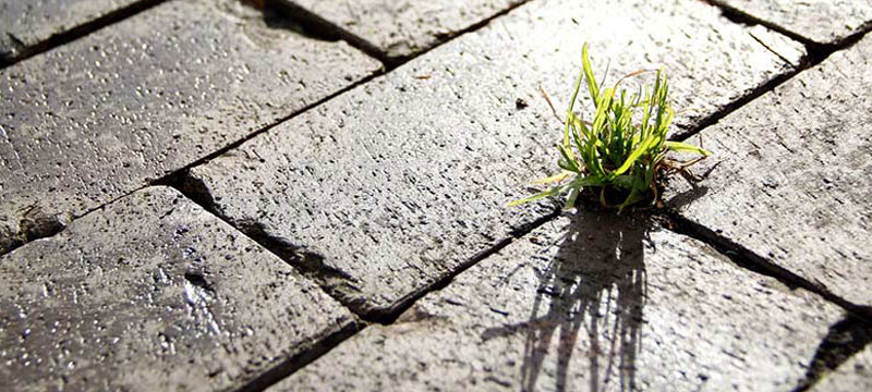 Як захистити тротуарну плитку від проростання бур’янів?